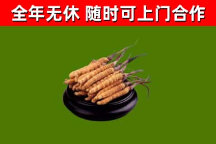 怀来回收冬虫夏草